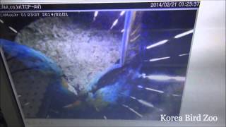 앵무새동물원 금강앵무 산란