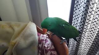 앵무새 10초만에 비행 호출 훈련하는 방법