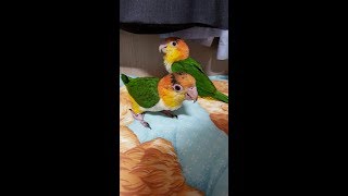 앵무새들의 특징과 소음크기 2 (카이큐) Characteristics and noise size of parrots 2 (Caique)