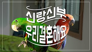 앵무새 분양후기! 새색시를 얻은 꼬꼬 하지만 뭔가 못마땅한가보다!