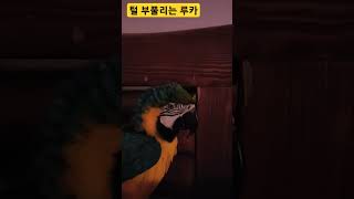 털 부풀리는 루카 #앵무새 #parrot #청금강 #청금강앵무새 #macaw #animal #마카우 #동물