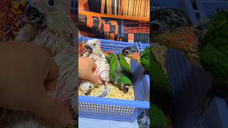 엄블렐라 코카투, 체스넛 마카우, 검은 머리 카이큐예요…