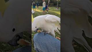 코카투 식빵 먹튀