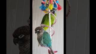 한스마카우 앙꼬는 노래가 하고싶어요.