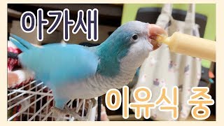 아기앵무새(블루 퀘이커) 이유식 하기