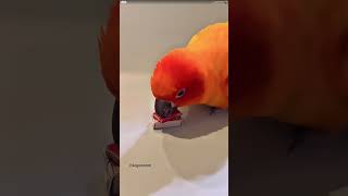 コガネメキシコインコの愛美「Jenga game◖ฺ︎|⌯︎˃̶₎₃₍˂̶ ॣ|◗︎·˳♪︎⁎˚♫︎」