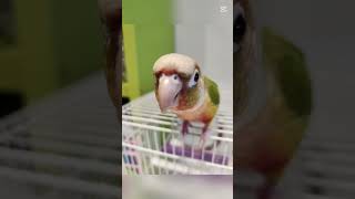 세젤귀 코뉴어 자매 #코뉴어자매