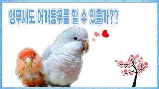 앵무새의 애정행각