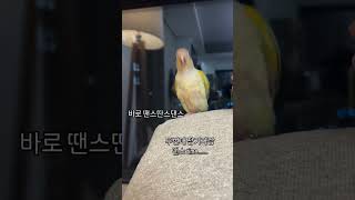 앵두의 장기자랑 쇼타임 뭔가 보여드리겠습니다...!!!!!  #앵무새 #parrot #코뉴어 #문칙코뉴어#말하는앵무새 #반려조 #반려동물 #힐링 #코뉴어교육 #앵무새교육