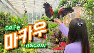 [지구/앵카] 카페마카우에서 실컷 비행하고 왔어요