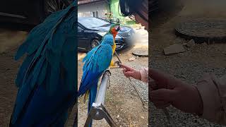 마리한테 차인여자의 쌀밥보리밥#앵무새왕국번개모임#청금강#금강앵무#영상#bluegoldparrot#image#picture#parrot