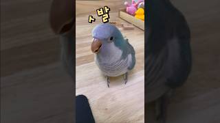 욕하는 앵무새  퀘이커앵무새 부리