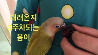#코뉴어앵무새.#앵무새길들이기#앵무새적응시키는방법.#앵무새랑친헤지는방법