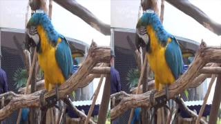 청금강앵무 3D VR