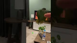 한스마카우 첫비행