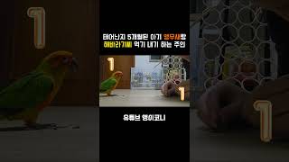 아기앵무새와 1대1 해바라기씨 까기 대결 #앵무새 #코…
