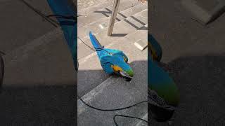 계단 잘올라오네 #청금강 #청금강앵무새 #macaw