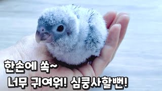보송보송 아기 펭귄 닮은 아기 앵무새의 탄생! #말하는앵무새 #앵무새키우기 #코뉴어앵무새