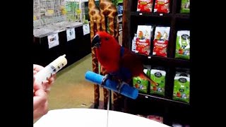 뉴기니아 앵무새 이유식,영양제 먹이기 Eclectus ParrotㅣEclectus BirdㅣEclectus roratus