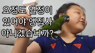 공서연.키우고 싶은 앵무새에 대한 아빠의 결단.2020…