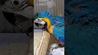 발 힘이 아직 없는 아기 청금강앵무새의 횟대 올라가기 도전!