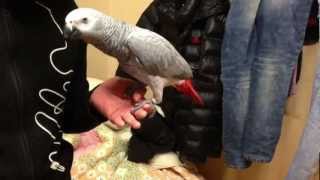 회색앵무 말하기 grey parrot korean ta…