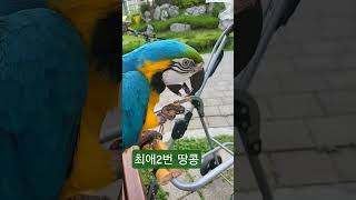 청풍이 최애2번 땅콩 #청금강앵무새 #최애템