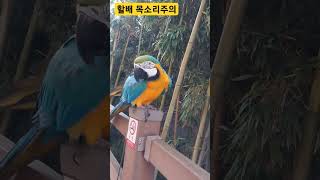 할배 목소리 루카 #macaw #청금강 #청금강앵무새 #앵무새 #parrot #동물