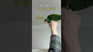 집사가 놀아줘서 기분 좋은(?) 앵무새         …