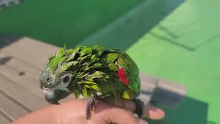 꽁스패밀리.한스마카우.앵무새.뽀미 일광욕 샤워.2022.5.27