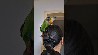 코뉴어앵무새#하랑이#하봉이#parrot#cute