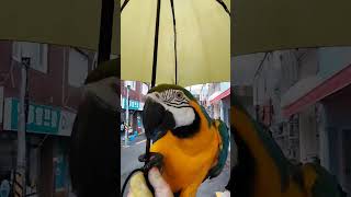 귀여운 루카 #macaw #청금강 #청금강앵무새