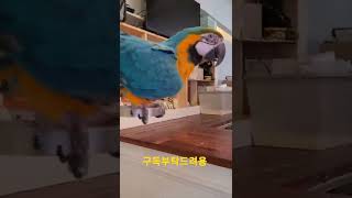 깜짝놀란 청금강앵무새 망고 #shorts