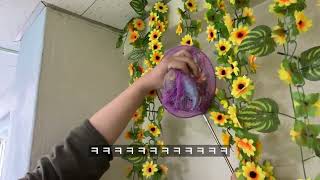 잠자리채로 새 잡는 앵무새 카페 알바 real vlog