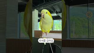 피서 #앵무새 #퀘이커 #parrot #애견동반카페#시…