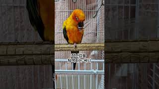 써니야 이것은 무엇에 쓰는 물건일까?  #썬코뉴어 #parrot #앵무새 #장난감 #toy #탐색 #questing #무엇에 #what #써니