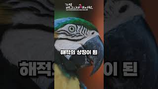 해적의 상징  청금강앵무 #shorts