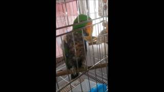 self injury Eclectus parrot therapy course 03 자해하는 뉴기니아앵무새 치료과정 03