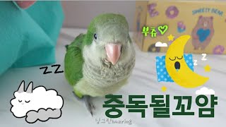 퀘이커앵무새 순도리♡부츄 (불면증에 좋은 영상 놓치지마…