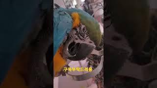 기분좋은 청금강앵무새 망고 #shorts
