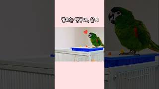 아,좋아‼️대화의 기술 #말하는앵무새 #한스마카우