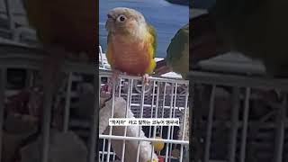 하지마  단어를 정확하게 말하는 파인애플코뉴어 #birds #parrot