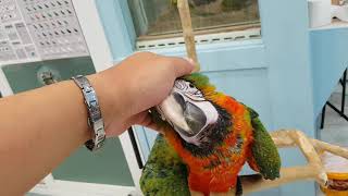 할리퀸마카우 애기애기한 모습