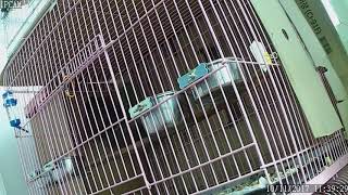 뉴기니아 와 마카우 뉴기니아 교미 영상 20171011 천둥 eclectus parrot mating