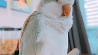 [퀘이커앵무 일구]꾸벅꾸벅 졸음과의 싸움