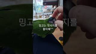 맛사지를 너무즐기는 한스마카우 밍고