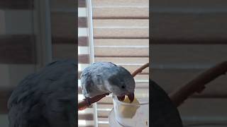 [퀘이커 앵무] 사각사각 사과 #parrot #quakerparrot #사과먹방 #까꿍이
