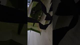 꽁패.한스마카우.앵무새.목소리에 애교가 촬쵤~~