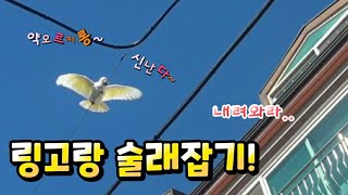 [#앵집사] 앵무새랑 한시간반 술래잡기..
