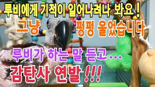 뉴기니아앵무새&quot;루비&quot;에게기적이일어나고…